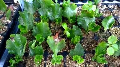 如何种植青州长寿花？
