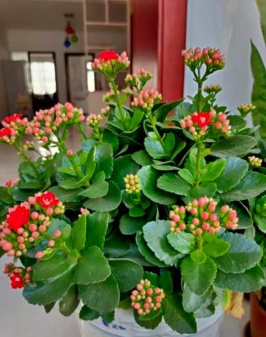 如何种植青州长寿花？