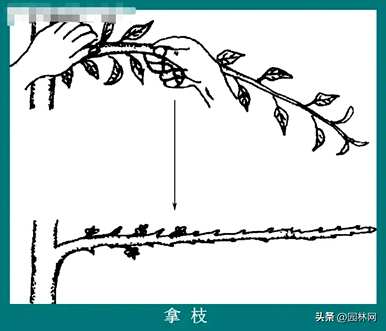 夏天如何修剪桃树，夏天如何修剪温室桃树