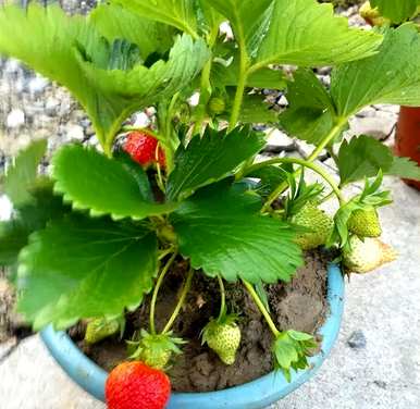 如何种植草莓，如何种植草莓，结果会更多