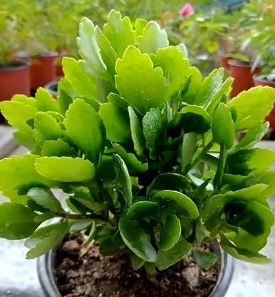 如何种植长寿花？