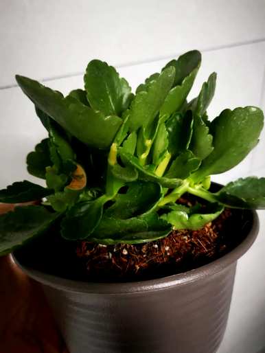 如何种植长寿花？