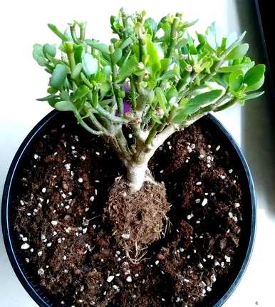 如何种植长寿花？