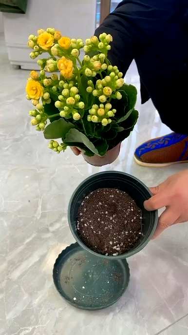 如何种植长寿花？