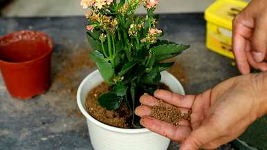 如何种植长寿花？