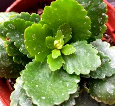 如何种植长寿花？