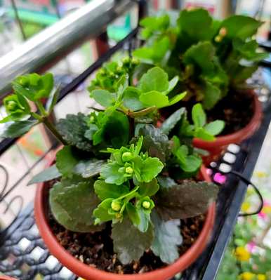 如何种植长寿花？