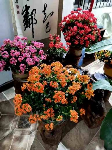如何种植长寿花？