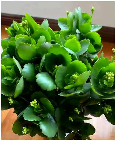 如何种植长寿花？