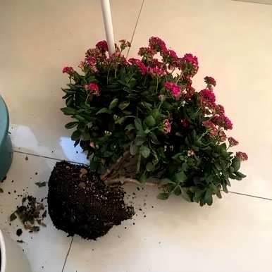 如何种植长寿花？
