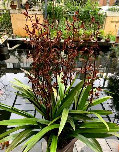 兰花分为几大品种