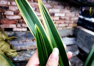 兰花分为几大品种