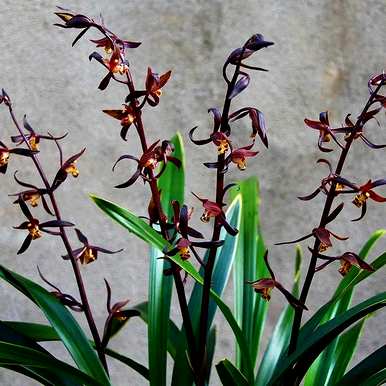 兰花分为几大品种