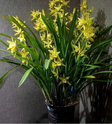 兰花分为几大品种