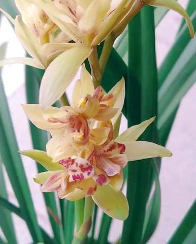 兰花分为几大品种