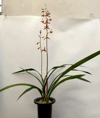 兰花分为几大品种