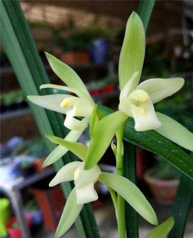 兰花分为几大品种