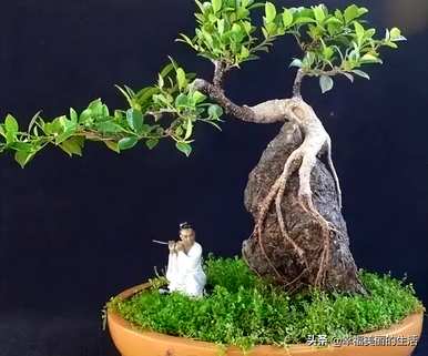 怎样养小叶榕树？