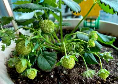 如何种植草莓，如何种植草莓，结果会更多