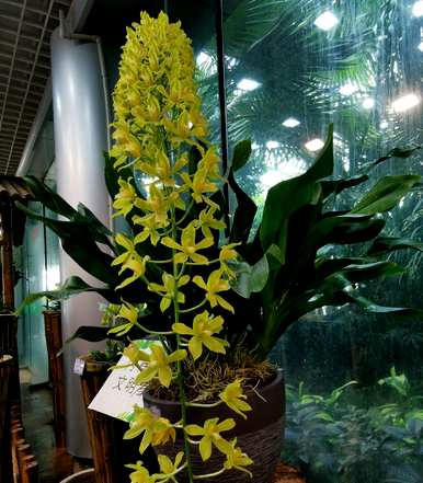 大花惠兰家庭如何开花？