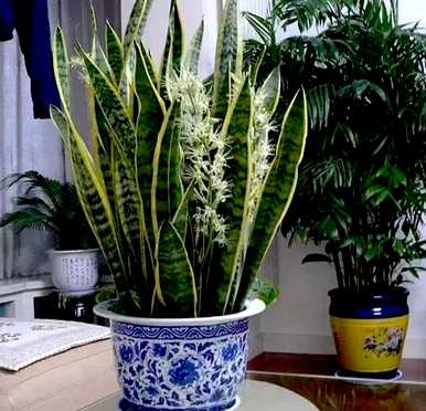 观赏花有哪些，红色观赏花有哪些？