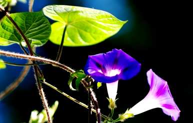 牵牛花是什么形状，牵牛花是什么形状