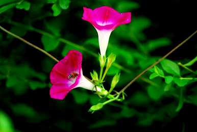 牵牛花是什么形状，牵牛花是什么形状