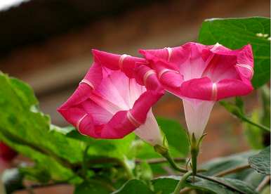 牵牛花是什么形状，牵牛花是什么形状
