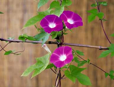 牵牛花是什么形状，牵牛花是什么形状