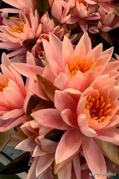 白睡莲花语是什么意思，睡莲花语和寓意是什么？