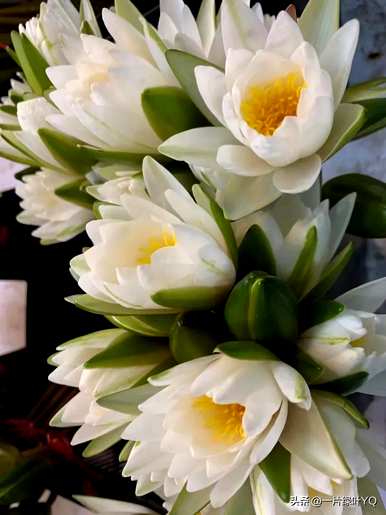 白睡莲花语是什么意思，睡莲花语和寓意是什么？