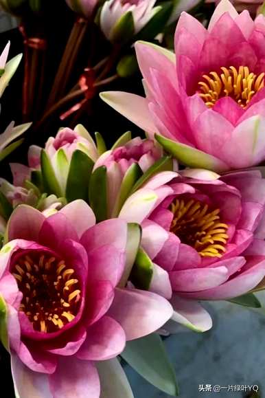 白睡莲花语是什么意思，睡莲花语和寓意是什么？