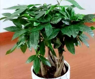 如何饲养富贵树盆景，小盆景植物富贵树