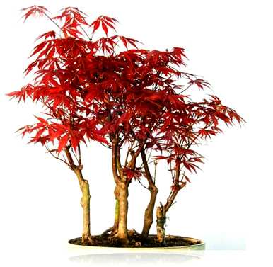 如何种植红枫盆景，红枫盆景种植方法图