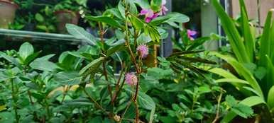 含羞草花语是什么意思，含羞草花语是什么意思？