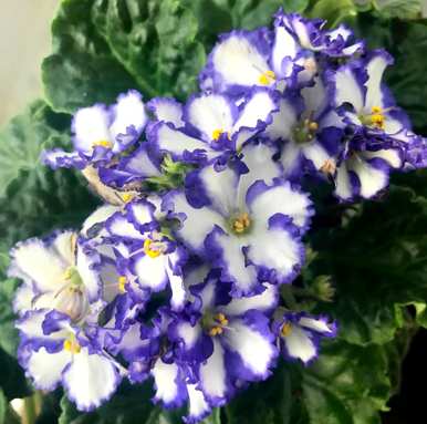 什么是非洲堇花语？