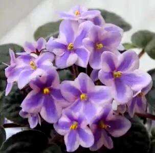 什么是非洲堇花语？