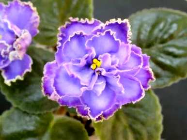 什么是非洲堇花语？