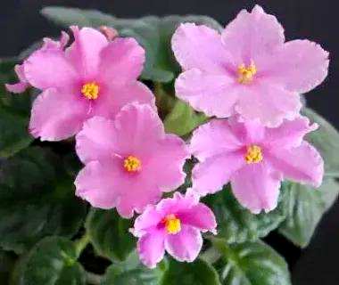 什么是非洲堇花语？