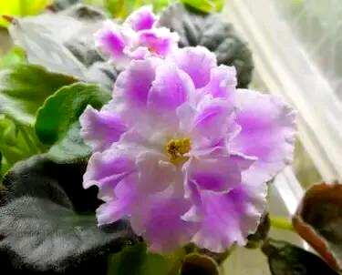 什么是非洲堇花语？