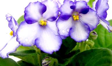 什么是非洲堇花语？