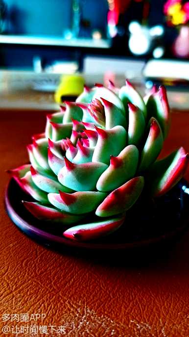 如何饲养石莲多肉植物，石莲多肉植物的功效