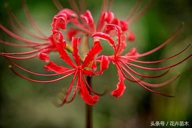 彼岸花怎么养，彼岸花十二月可以种吗？