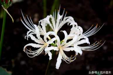 彼岸花怎么养，彼岸花十二月可以种吗？