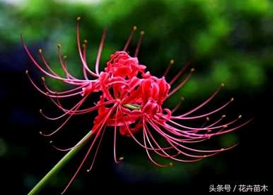 彼岸花怎么养，彼岸花十二月可以种吗？