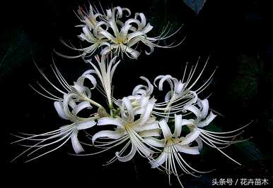 彼岸花怎么养，彼岸花十二月可以种吗？