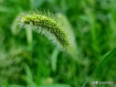 狗尾草花语是什么？狗尾草花语是为了坚持