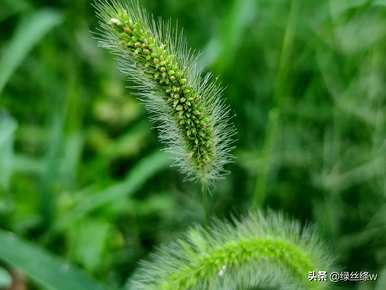 狗尾草花语是什么？狗尾草花语是为了坚持