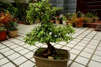 如何饲养金枝玉叶植物，如何饲养金枝玉叶盆栽