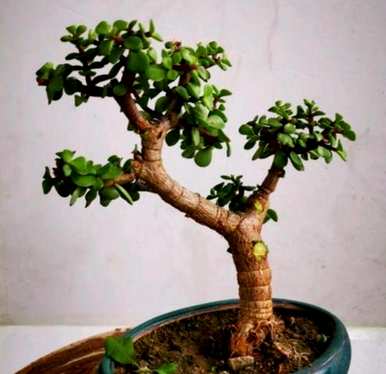 如何饲养金枝玉叶植物，如何饲养金枝玉叶盆栽